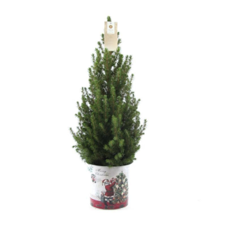 2x Kleine Kerstbomen met kerst sierpot ca. 70 cm hoogte pot Ø19 cm  - Picea glauca Conica - spar