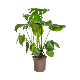 De Monstera Tauerii, Hartvormige Bladeren, Gatenplant, Groene Kamerplant, Monstera Deliciosa Tauerii Ø21cm - ↕80cm