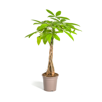 De Geldboom of Watercacao, Groene Plant, Symboliek van Geluk en Welvaart, Pachira Aquatica Ø21cm - ↕100cm