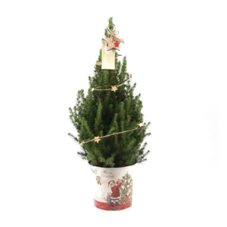 2 stuks Kleine kerstbomen in kerstmis sierpot ca 70 cm hoog Sterverlichting met batterijen - Picea Glauca Conica