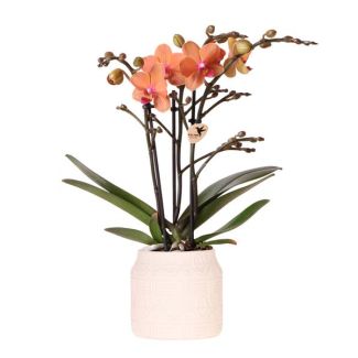 Kado Tip! Vlinder Orchidee  Bolzano  , Kleur Oranje,  Hieroglyph Sierpot Off White, Bloeiende Kamerplant,  Phalaenopsis Orchideeën, Potmaat 09cm