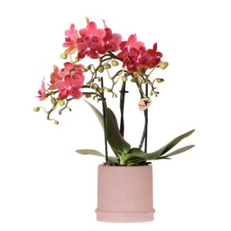 Kado Tip! Vlinder Orchidee  Congo , Kleur Rood,  Bali Sierpot Sand, Bloeiende Kamerplant,  Phalaenopsis Orchideeën, Potmaat 09cm