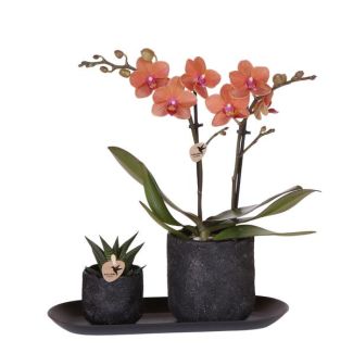 Kado Tip! Bloeiende Kamerplant,Set van Oranje Phalaenopsis Orchidee Bolzano  in keramiek pot potmaat Ø9cm, succulent in pot , potmaat Ø6cm, Donker Kleurig Dienblad