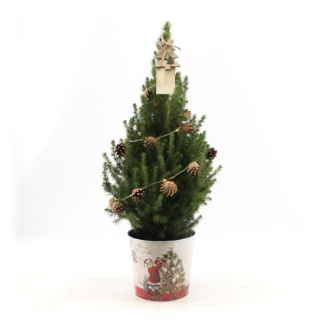 2 Kleine Kerstbomen in Kerstsierpot  Met verlichting van dennenappels - 70 cm - Picea Glauca Conica - inclusief batterijen