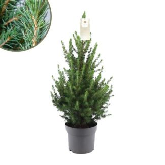 2x Kleine Kerstbomen ca. 70 cm hoogte pot Ø19 cm  - Picea glauca Conica - spar