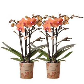 Set van 2 Vlinder Orchidee  Bolzano , Kleur Oranje, Bloeiende Kamerplant,  Phalaenopsis Orchideeën, Potmaat 09cm