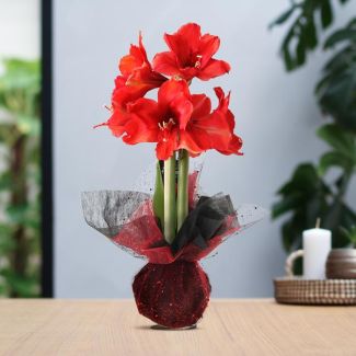 Kadotip! Gewaxte Amaryllisbollen, Wrapz Red , Kleur Bloem Rood,  Ø10cm, 18cm Hoog