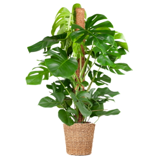 Gatenplant XL, Mand Torun, Groene Kamerplant, Monstera Deliciosa XL, 120cm - Ø24