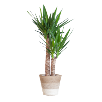 Yucca Elephantipes met Mand Lissabon wit - 90cm - Ø21