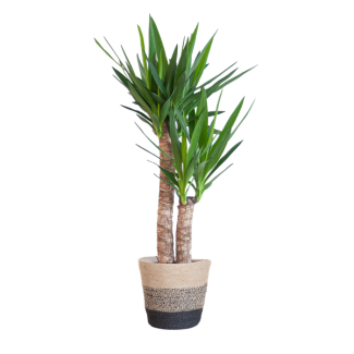 Yucca Elephantipes met Mand Lissabon zwart - 90cm - Ø21