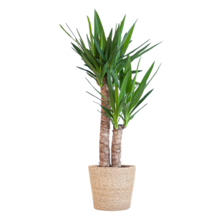 Yucca Elephantipes met Sofia mand naturel - 90cm - Ø21