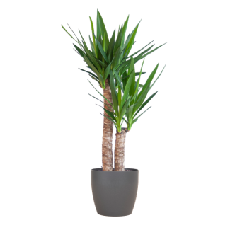 Yucca Elephantipes met Viber zwart - 90cm - Ø21