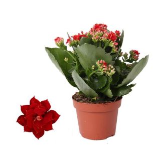 4 stuks De Kalanchoë, Kleur Rood, Vetplant, Kalanchoe Rosalina Don Justino Rood - Ø12cm - ↕25cm