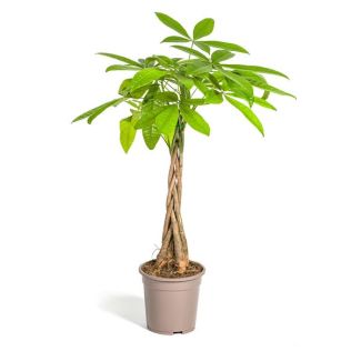 geldboom Pachira Aquatica hoogte ca 80cm Ø19cm