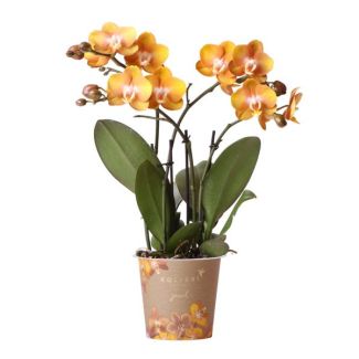 Mooie Vlinder Orchidee Jewels Las Vegas, Kleur Oranje/goud, KadoTip, potmaat Ø12cm ,bloeiende kamerplant