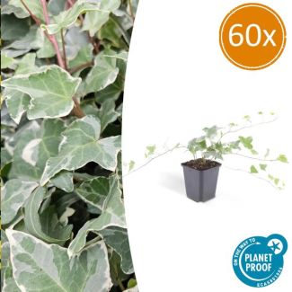 60 Stuks Klimop, Groen Blad met ZilverWitte Nerven, Haag, Hedera helix  Glacier  - ↕10-25cm - Ø9cm