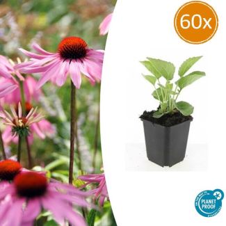 60x Echinacea purpurea 'Magnus' | Perfect voor borders en wilde Tuinen