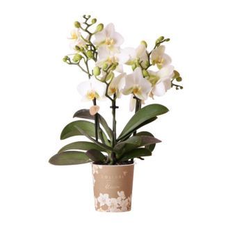 Mooie Vlinder Orchidee Lausanne, Kleur Wit, KadoTip, potmaat Ø9cm ,bloeiende kamerplant