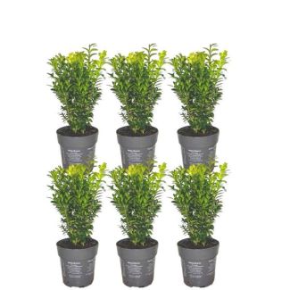 De Buxus, 6 Stuks, Groenblijvend, Haag, 1 meter Buxus Sempervirens haag - ↨ 20 cm - 6 x Ø 12 cm