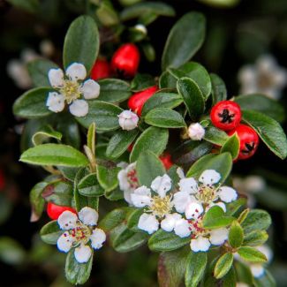 6 Stuks Dwergmipel, Veelzijdige Bodembedekker, Witte Bloementjes, Rode Besjes in het Najaar, Cotoneaster dammeri - ↕10-25cm - Ø9cm
