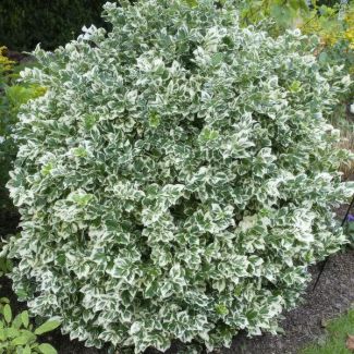 Euonymus Emerald 'n Gaity kardinaalsmuts x6 - Levendige en Veelzijdige Toevoeging voor uw Tuin