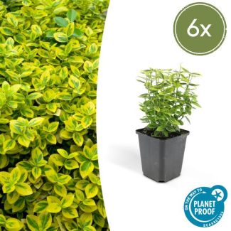 merald n Gold kardinaalsmuts x6 - Levendige en Veelzijdige Toevoeging voor uw Tuin