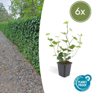6 Maal Atlantische klimop groen met een zilverwitte nerf, 9 cm diameter, 10 tot 25cm Hedera Hibernica