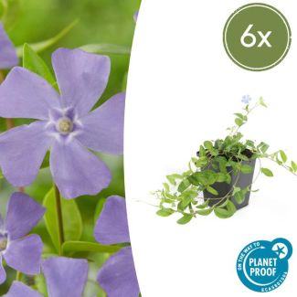 6 x Kleine maagdenpalm (Vica minor), plat groeiende bodemdekker
