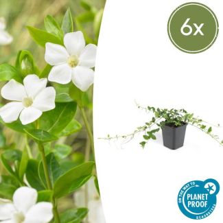 6 x Witte maagdenpalm (Vica minor alba), plat groeiende bodemdekker