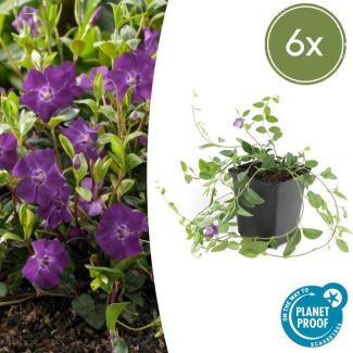 6 x kleine maagdenpalm (Vinca minor Atropurpurea), krachtige bodemdekker met paarse bloemen