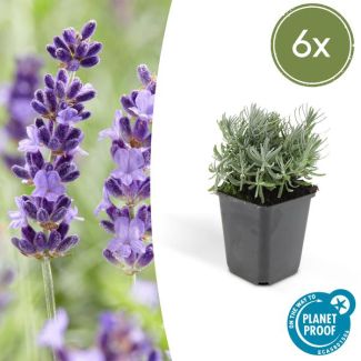 Smalbladige lavendel 6 x, Lavandula 'Hidcote', 10 tot 25 cm hoog en 9 cm diameter
