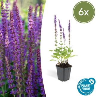 6 Stuks, Bos-Salie of Ostfriesland’, Rijke Paarse Bloemen, Salvia nem.  Ostfriesland  - ↕10-25cm - Ø9cm