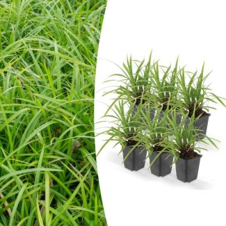 6x Japanse zegge'Irish Green'  Carex morrowii, onderhoudsvriendelijke buitenplant