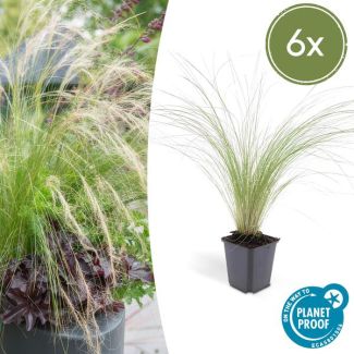 6x Mexicaans vedergras Stipa tenuissima 'Ponytails' - ↕10-25cm - Ø9cm