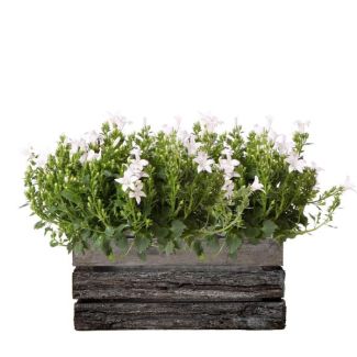 Houten kist met 2 stuks Campanula`s, Kleur Wit, Tuinplanten, Balkonplanten, Gevulde plantenbak, Campanula Addenda Ambella white ,