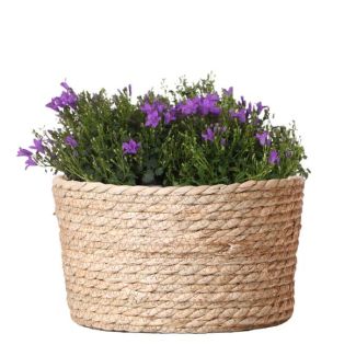 Mand met 3 stuks Campanula`s , Kleur Paars, Tuinplanten, balkonplanten, Gevulde plantenbak, Kamerplanten, Bloeiende Kamerplanten, Campanula Addenda Ambella Intense purple