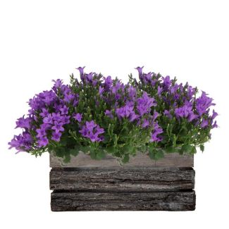 Houtenkist met 2 stuks Campanula`s, Kleur Paars, Tuinplanten, Gevulde plantenbak, Campanula Addenda Ambella Intense purple