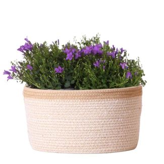 Mand met 3 stuks Campanula, Kleur paars, Tuinplanten,Balkonplanten, Gevulde plantenbak,  Kamerplant, Bloeiende kamerplant,Campanula Addenda Ambella Intense purple