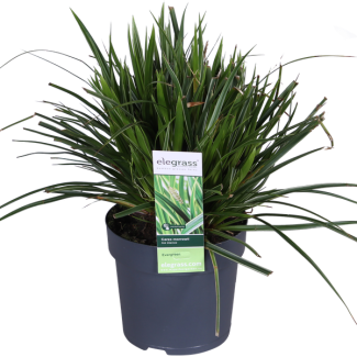 2 stuks Bonte Siergras, Struik, Kleur Groen met Creme, Terrasplant, Balkonplant, Carex morrowii  Ice Dance  - ↨30cm - Ø14