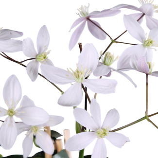 2 stuks Clematis armandii Apple Blossom - Groenblijvende klimplant met Lichtroze bloemen