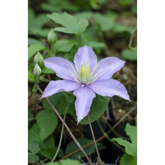 Clematis, Kleur Lila, Klimplant, Clematis Justa - ↨65cm - Ø15