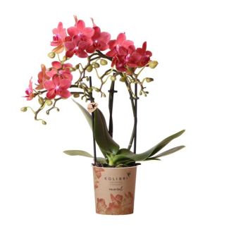 Mooie Vlinder Orchidee Congo, Kleur Rood, KadoTip, potmaat Ø9cm ,bloeiende kamerplant