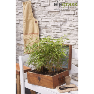Fargesia rufa - Niet woekerende bamboe - Ø29cm - ↕80cm - Ø14 - ↨40cm