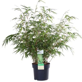 Niet woekerende bamboe ,Tuinplant, Kuipplant,  Fargesia rufa , Ø19 - ↨60cm
