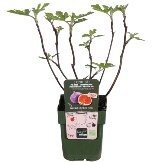 Biologisch gekweekte Fruit, Vijgenboom, Mediterrane tuin, Fruitboom, Terrasplant, Ficus Gustissimo Perretta - Ø13 - ↨45cm