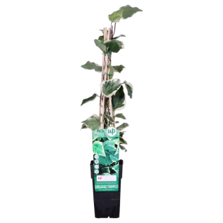 Algerijnse klimop, Hedera, Klimop, Bonte Kleur van Groen met Creme, Hedera algeriensis  Gloire de Maren  - ↨65cm - Ø15