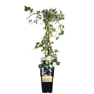 Bonte Perzische Klimop, Hedera, Bonte Kleur van Groen met Creme