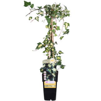 De Bonte Klimop, Tuinplant, Klimplant, Kleur Blad Groen/geel,  Hedera helix  Goldheart  - Klimop Geel-groen