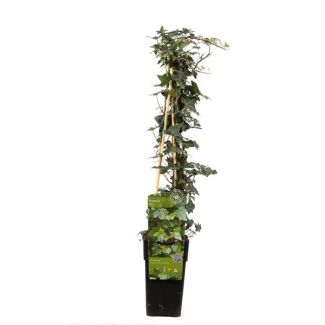 Hedera helix - Ø15cm - ↕65cm