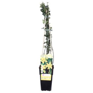 De Winterjasmijn, Kleur Geel, Klimplant, Tuinplant,  Jasminum nudiflorum - ↨65cm - Ø15